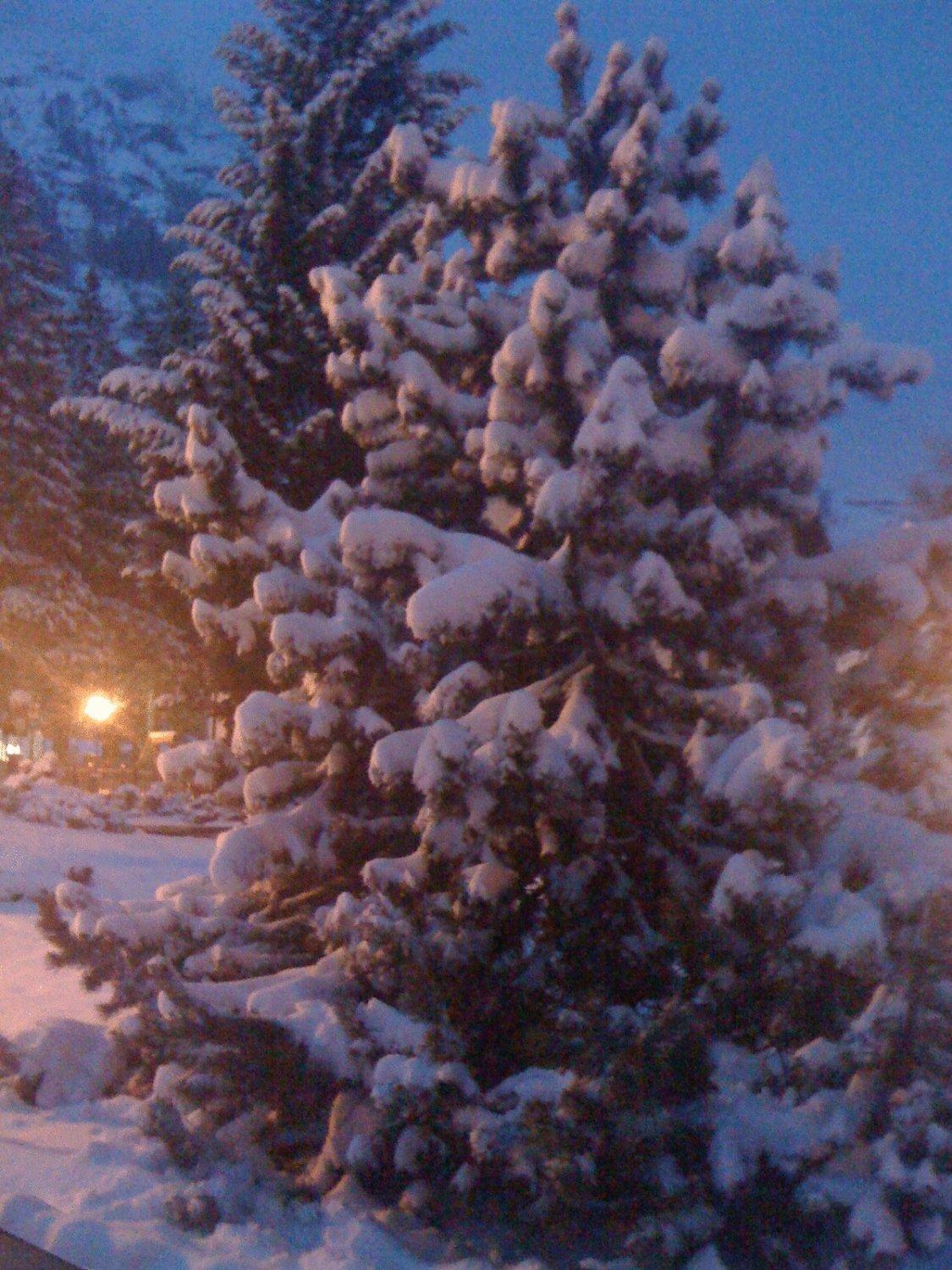 Albergo Alpenrose Ski&Bike Mountain Hotel Gressoney-Saint-Jean Exterior photo